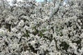 Blackthorn Tree Blossom Royalty Free Stock Photo