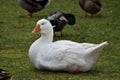 A white goose sunbathing on the grass beside a pond in Geffen  Netherlands Royalty Free Stock Photo