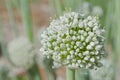 Brilliant White Leek Flower