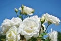 Brilliant white roses blooming.
