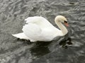 Close up brilliant white swan arched wings against black river.