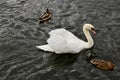 Brilliant white swan with chasing two ducks in a black river. Royalty Free Stock Photo