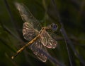 Magic dragon-fly on a branch.