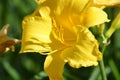 Brilliant Yellow Daylily Flowering in a Garden on a Sunny Day