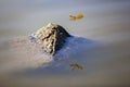 Brilliant yellow dragonfly flying in the wild. Royalty Free Stock Photo