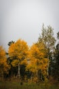 Brilliant yellow and gold aspen trees changing color in the fall