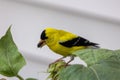 Brilliant yellow goldfinch eating Sunflower seed Royalty Free Stock Photo