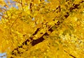 Brilliant yellow and green maple leaves Royalty Free Stock Photo