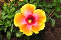 Brilliant yellow, pink and red hibiscus flower.