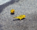 Brilliant Yellow Saffron Finch