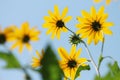 Brilliant yellow sunflowers of backlight Royalty Free Stock Photo