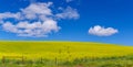 Canola Field on a Bright Blue Sky with Puffy White Clouds 2