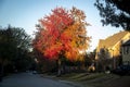 Brilliantly colored Autum tree just as the early morning light hits it in American residential neighborhood with USA flag flying