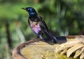Brilliantly-colored Common Grackle - Quiscalus quiscula Royalty Free Stock Photo