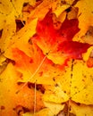 Brilliantly colored leaves of fall Royalty Free Stock Photo