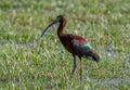 White-faced Ibis in a Flooded Field Royalty Free Stock Photo