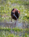 White-faced Ibis in a Flooded Field Royalty Free Stock Photo