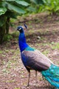 Male Peacock 