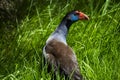 A brilliantly feathered Purple swamp hen porphyria porphyria standing in the green grass by water