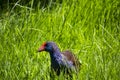 A brilliantly feathered Purple swamp hen porphyria porphyria standing in the green grass by water