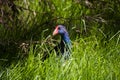 A brilliantly feathered red beaked Purple swamp hen porphyria porphyria standing in the green grass by water