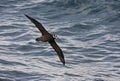 Brilstormvogel, Spectacled Petrel, Procellaria conspicillata Royalty Free Stock Photo