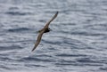 Brilstormvogel, Spectacled Petrel, Procellaria conspicillata Royalty Free Stock Photo