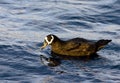 Brilstormvogel, Spectacled Petrel, Procellaria conspicillata Royalty Free Stock Photo