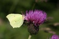 Brimestone Butterfly - Gonepteryx Rhamni Royalty Free Stock Photo