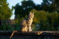 Beautiful cat in the rays of sunset