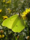 Brimstone