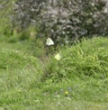 Brimstone butterflies in green meadow