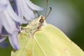 Brimstone butterfly