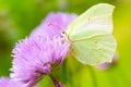 Brimstone butterfly Royalty Free Stock Photo