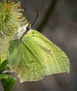 Brimstone butterfly Royalty Free Stock Photo