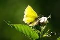 Brimstone butterfly Royalty Free Stock Photo