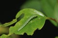 Brimstone Butterfly Caterpillar