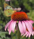 Brimstone butterfly on coneflower Royalty Free Stock Photo