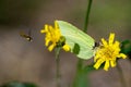 Brimstone butterfly drinking nectar from a flower Royalty Free Stock Photo