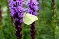 Brimstone butterfly on a flower Royalty Free Stock Photo