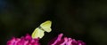 Brimstone butterfly Royalty Free Stock Photo