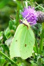 Brimstone Butterfly - Gonepterix rhamni