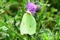 Brimstone Butterfly - Gonepterix rhamni