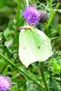 Brimstone Butterfly - Gonepterix rhamni