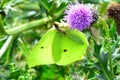 Brimstone Butterfly - Gonepterix rhamni