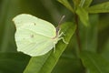 Brimstone Butterfly - Gonepteryx rhamni