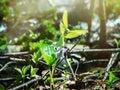 Brimstone butterfly (Gonepteryx rhamni) came Royalty Free Stock Photo