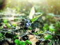 Brimstone butterfly (Gonepteryx rhamni) came Royalty Free Stock Photo