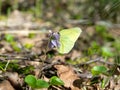Brimstone butterfly (Gonepteryx rhamni) came Royalty Free Stock Photo