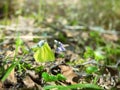 Brimstone butterfly (Gonepteryx rhamni) came Royalty Free Stock Photo